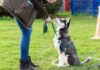 NILIF Dog Training 101: How it Works