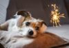 Pawsitively Fun Celebrations: Dog-Friendly Alternatives To Fireworks
