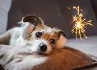 Pawsitively Fun Celebrations: Dog-Friendly Alternatives To Fireworks
