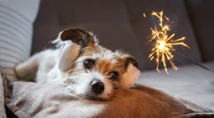 Pawsitively Fun Celebrations: Dog-Friendly Alternatives To Fireworks