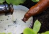 7 Safe And Dog-friendly Snail Bait Alternatives