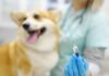 ‘First Vaccine Of This Type’: Chile Launches Vaccine That Sterilizes Dogs For A Year