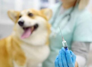 ‘First Vaccine Of This Type’: Chile Launches Vaccine That Sterilizes Dogs For A Year