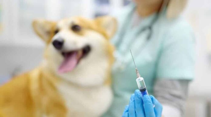 ‘First Vaccine Of This Type’: Chile Launches Vaccine That Sterilizes Dogs For A Year