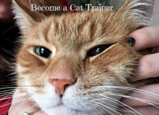 Master Cat Training: Your Ultimate Guide to Feline Coaching