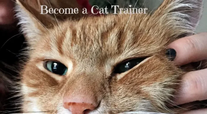 Master Cat Training: Your Ultimate Guide to Feline Coaching