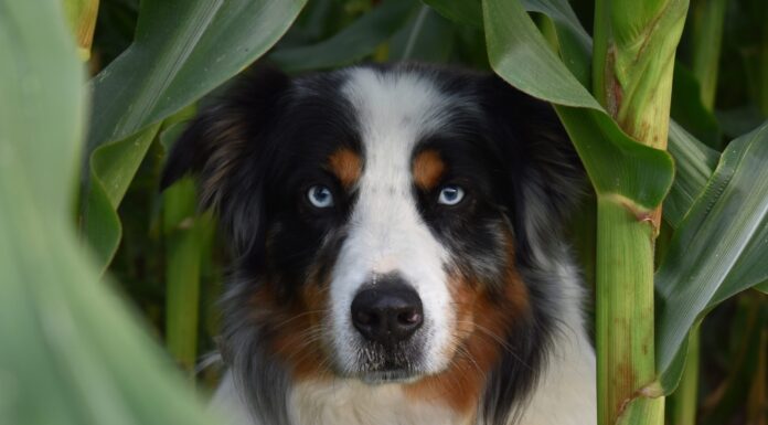 Discover the Nutritional Power of Corn for a Healthy Diet