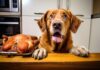 Top Holiday Foods You Should Never Feed Your Pet Funny bad dog with paws on kitchen table