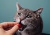 Understanding Human-Grade Cat Food: A Complete Guide