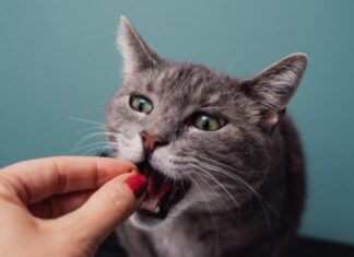 Understanding Human-Grade Cat Food: A Complete Guide