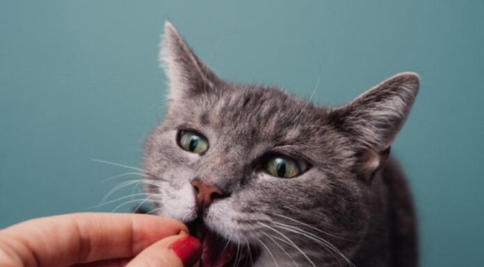 Understanding Human-Grade Cat Food: A Complete Guide