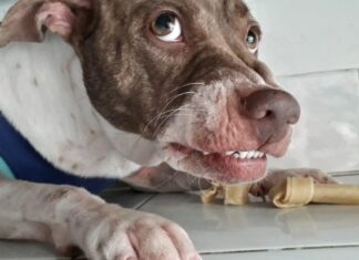 Trainers, Behaviorists Report Rise in Aggressive Dog Cases Since COVID-19 Pandemic