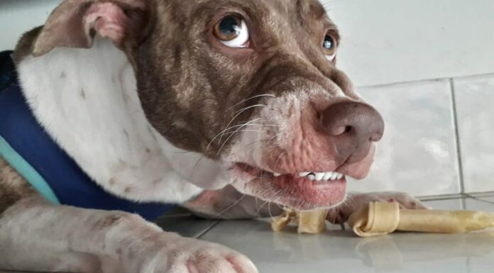 Trainers, Behaviorists Report Rise in Aggressive Dog Cases Since COVID-19 Pandemic