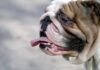 Flat-Faced Dog Breeds 101: A Closer Look At Their Health Issues