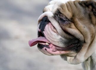 Flat-Faced Dog Breeds 101: A Closer Look At Their Health Issues