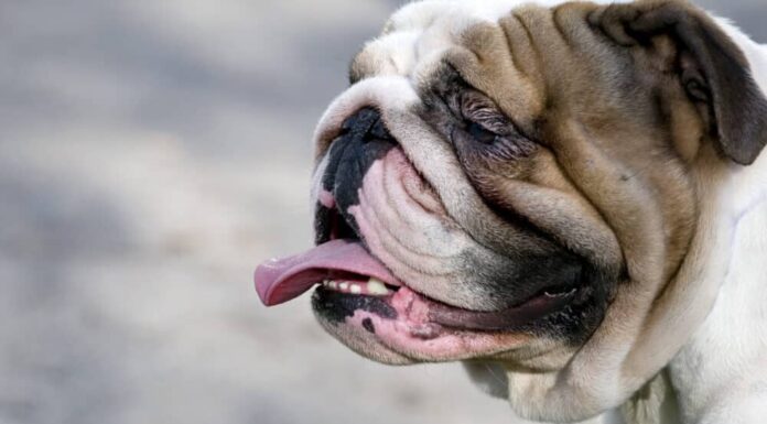 Flat-Faced Dog Breeds 101: A Closer Look At Their Health Issues