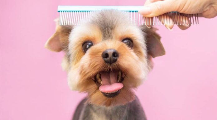 7 Steps to Raising a Dog that Enjoys Being Groomed