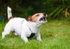 Aggressive Puppy: Causes of Puppy Aggression