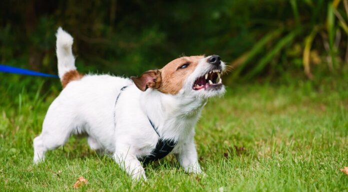 Aggressive Puppy: Causes of Puppy Aggression