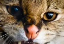 Understanding Your Cat’s Aggressive Behavior: What It Means