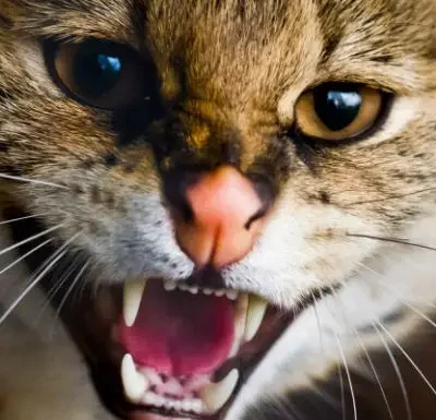 Understanding Your Cat’s Aggressive Behavior: What It Means