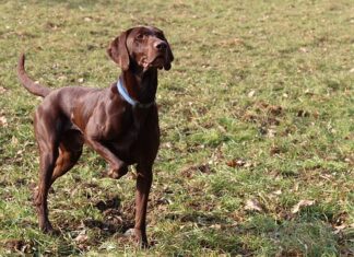 Understanding Fats: Essential Basics You Need to Know