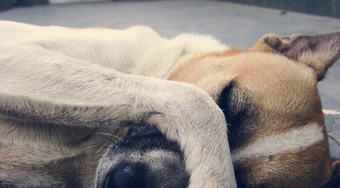 Is Preservative-Free Pet Food the Best Choice for Your Furry Friend?