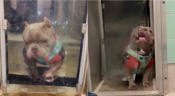 Shelter Dog Who Has ‘Feud’ With His Doggy Door Receives Over 100 Adoption Application