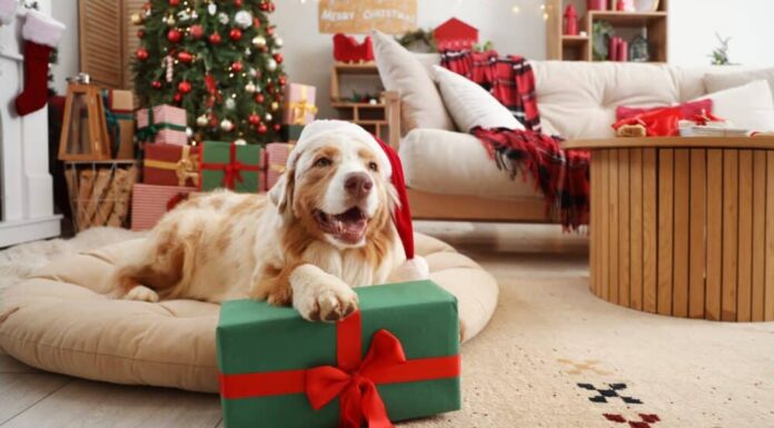 Paw-liday Finds: 10 Dog Christmas Gifts Under $10