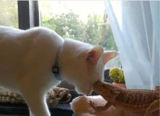 Do Cats and Bearded Dragons Get Along? Discover the Truth!