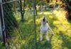 What to Do When Your Neighbor’s Dog Won’t Stop Barking