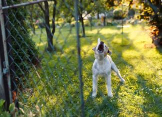 What to Do When Your Neighbor’s Dog Won’t Stop Barking