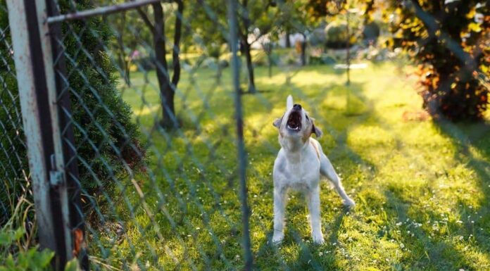 What to Do When Your Neighbor’s Dog Won’t Stop Barking