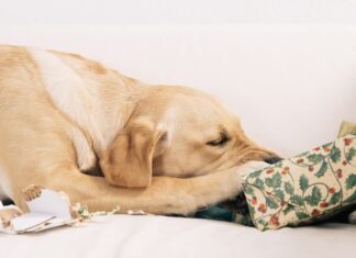 Curious Puppy Seriously Injured After Chewing on Alkaline Batteries