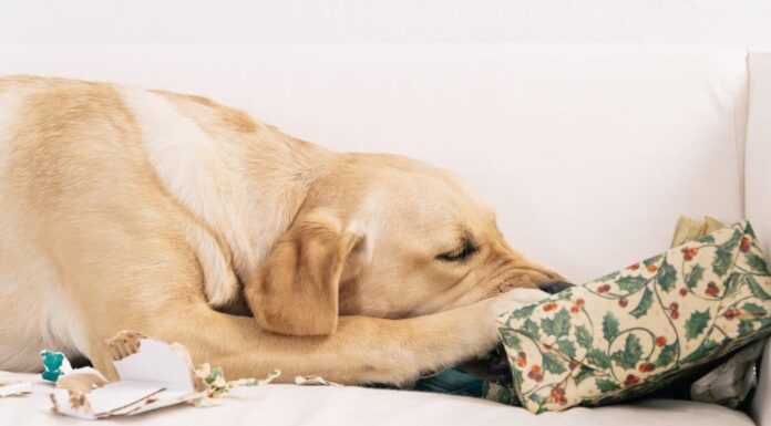 Curious Puppy Seriously Injured After Chewing on Alkaline Batteries