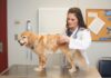 Signs Your Pet Is Overweight: Essential Tips for Owners