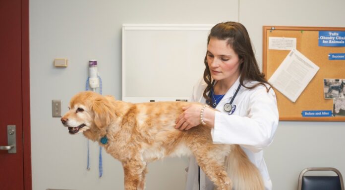 Signs Your Pet Is Overweight: Essential Tips for Owners