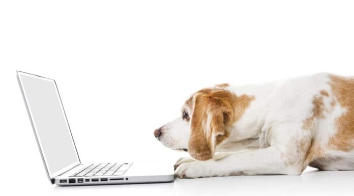 Weekly Roundup: Funny Dog Posts From Last Week (Jul 15)