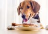 Study Reveals 10 Popular Human Foods That Are Making Our Dogs Overweight