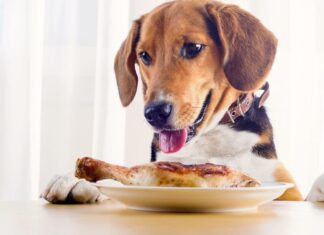 Study Reveals 10 Popular Human Foods That Are Making Our Dogs Overweight