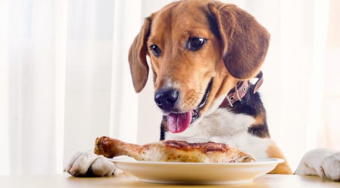 Study Reveals 10 Popular Human Foods That Are Making Our Dogs Overweight