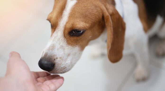 Dogs Can Smell Your Stress And It Affects Their Emotions And Decisions, New Study Suggests