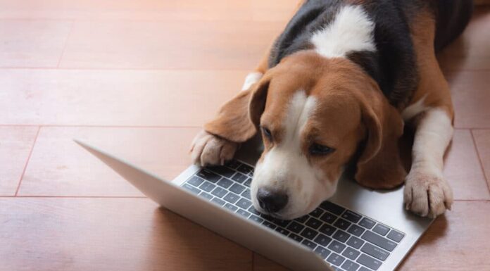 Weekly Roundup: Funny Dog Posts From Last Week (Jun 18)