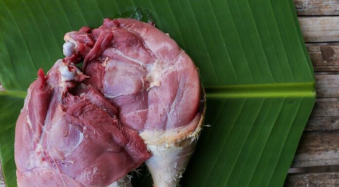 Essential Healthy Foods Checklist for Feeding Your Dog Duck