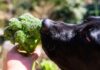 Is Broccoli Safe for Dogs? Discover the Truth Here!