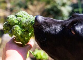 Is Broccoli Safe for Dogs? Discover the Truth Here!