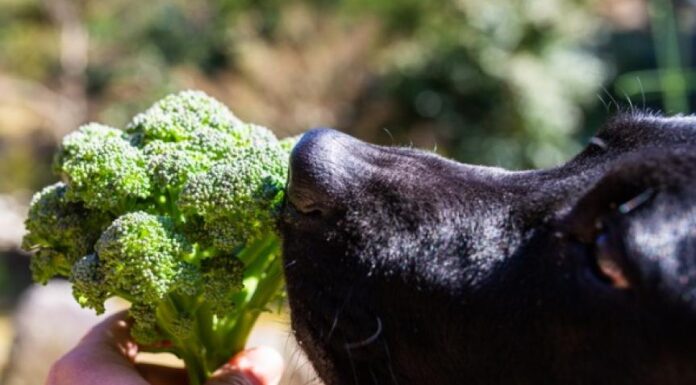 Is Broccoli Safe for Dogs? Discover the Truth Here!
