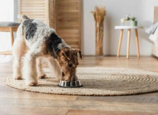 Ease Your Dog’s Stomach Upset with a Simple Bland Diet