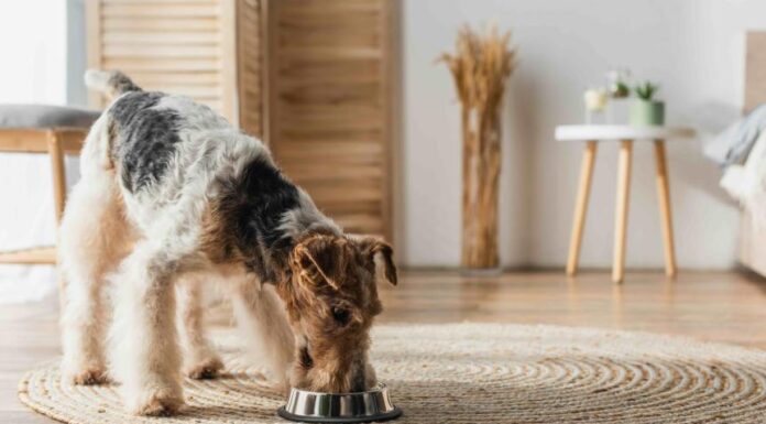 Ease Your Dog’s Stomach Upset with a Simple Bland Diet