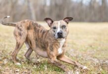 5 Myths About Dog Body Language… Debunked!